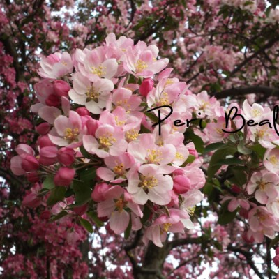 Blossoms for Mom